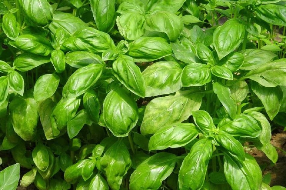 Benefits of Basil Herbal Plants