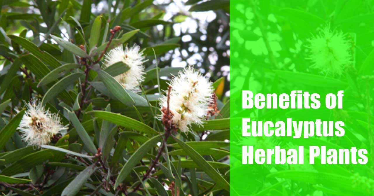 Benefits of Eucalyptus Herbal Plants