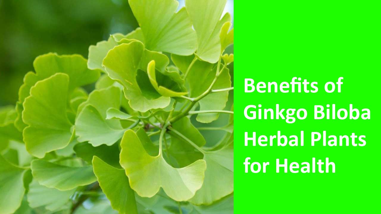 Benefits of Ginkgo Biloba Herbal Plants for Health