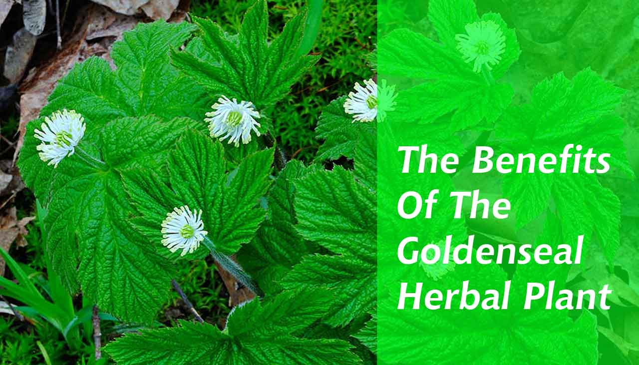 The Benefits of the Goldenseal Herbal Plant