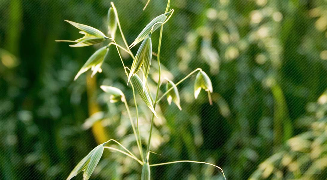 Oat Straw Herb