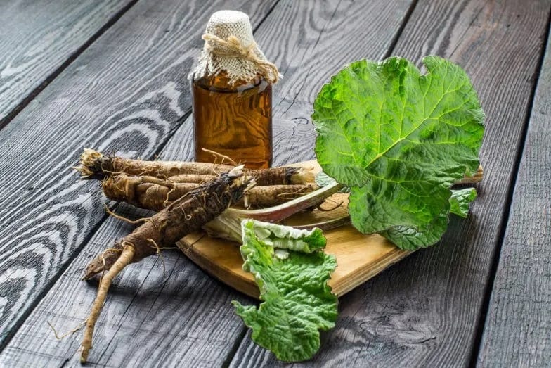 burdock root health benefits