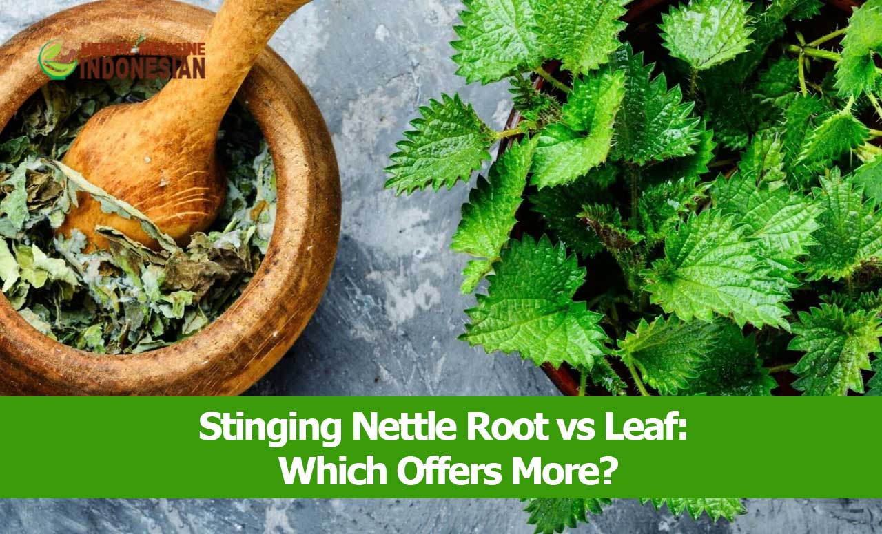 stinging nettle root vs leaf