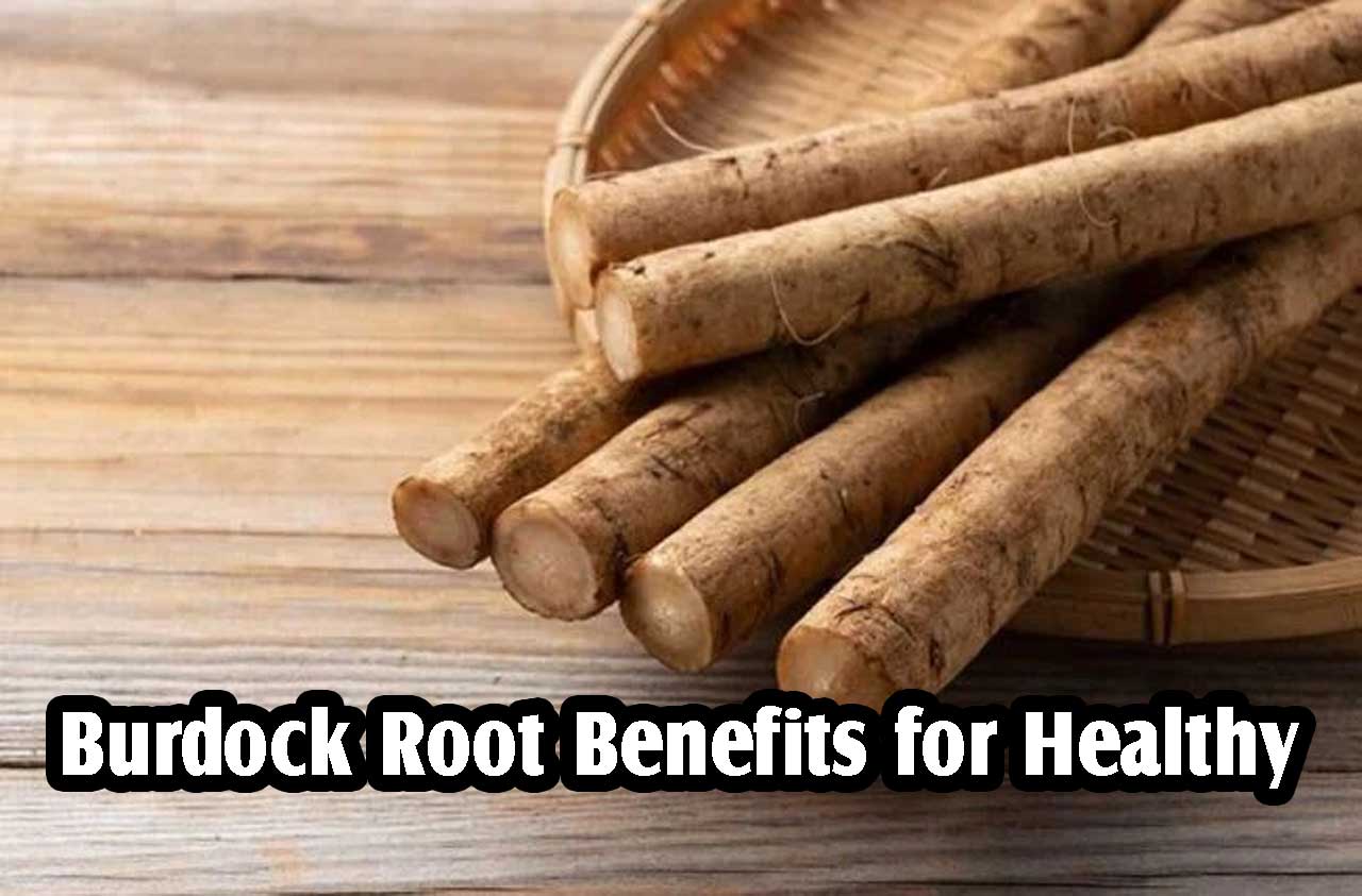 Burdock Root Benefits for Healthy