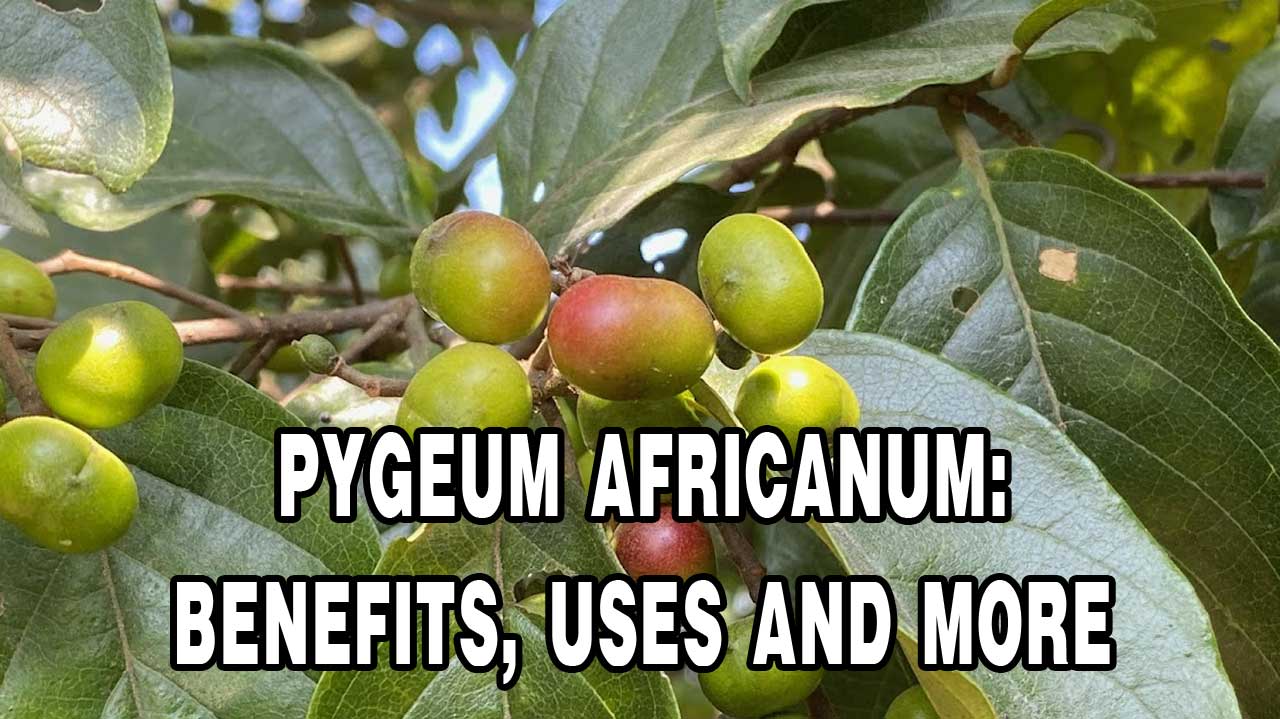 Pygeum Africanum Benefits