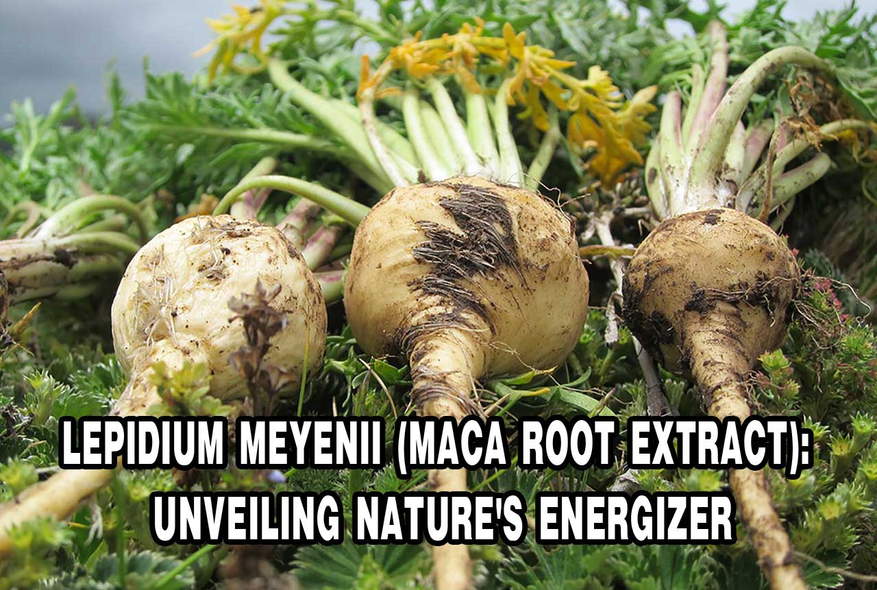 Lepidium Meyenii (Maca Root Extract)