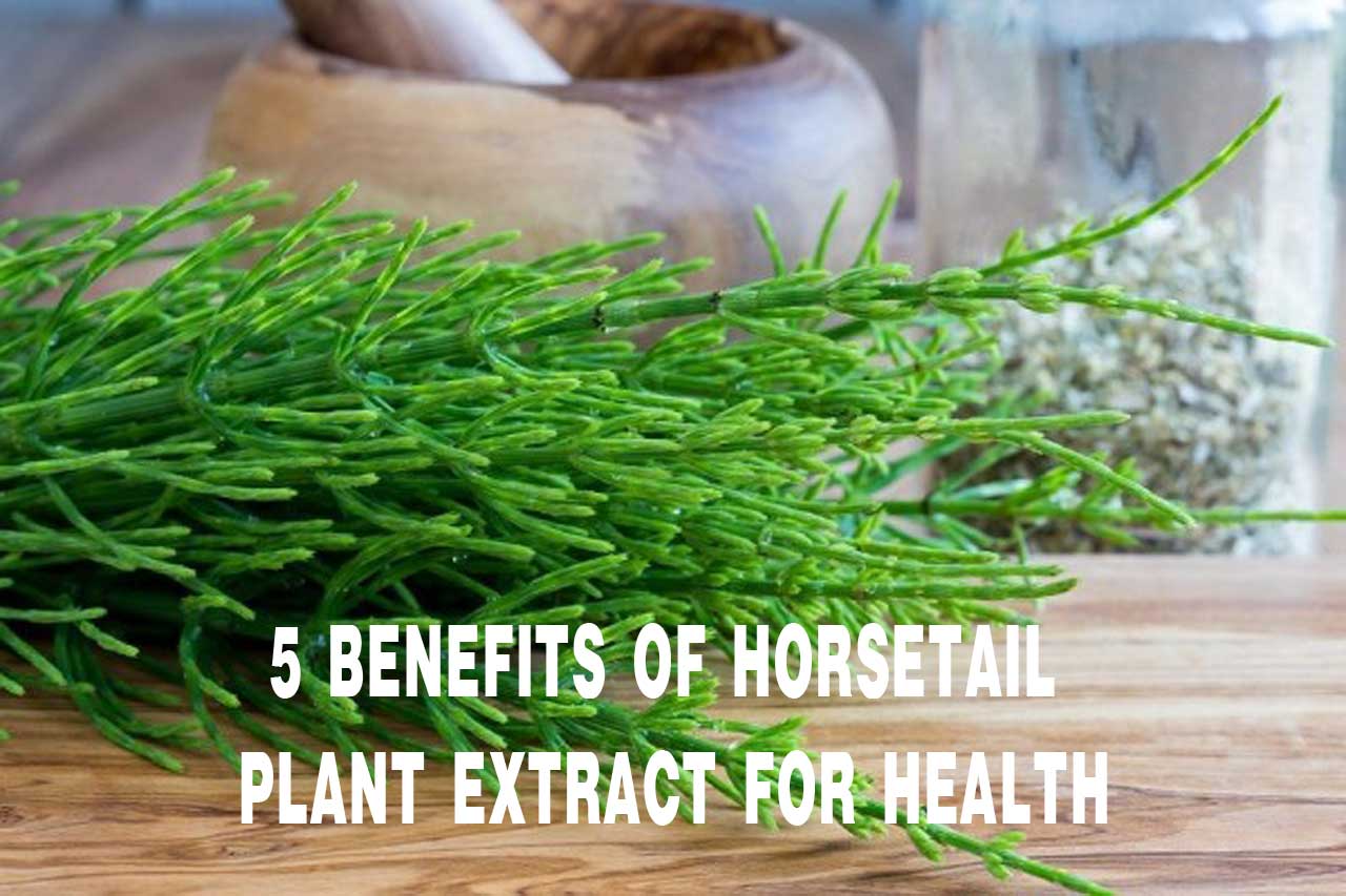 Horsetail Plant Extract