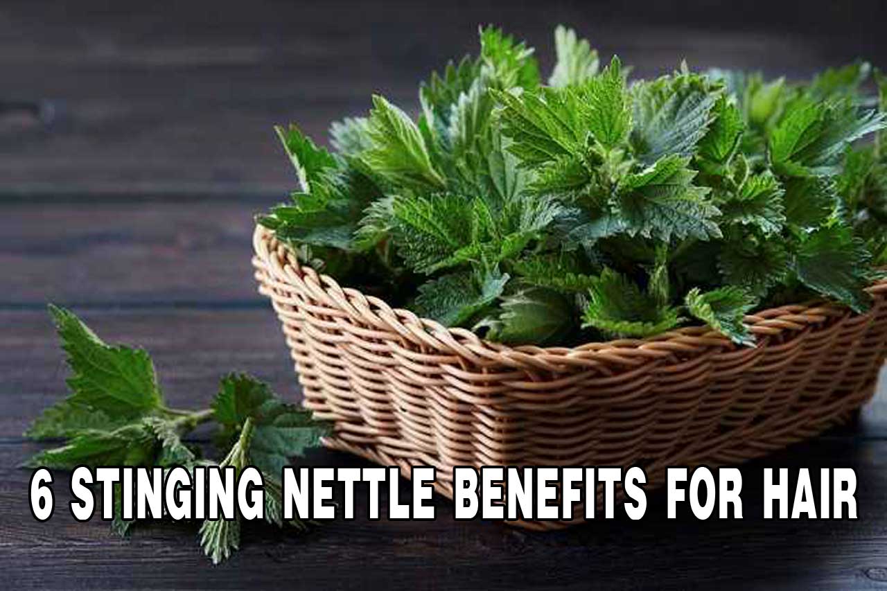 benefits of stinging nettle for hair