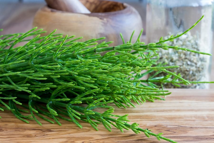 horsetail herb extract