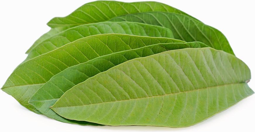 Guava Leaves