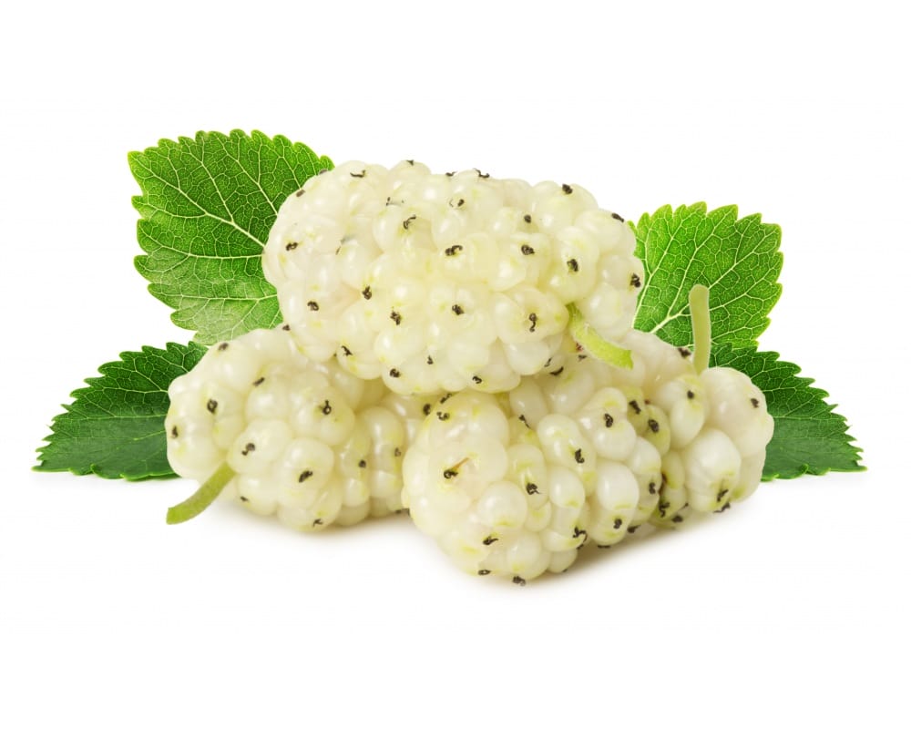 White mulberry