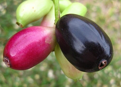 Discover the Health benefit of Syzygii Cumini Semen